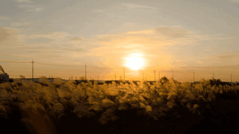 オレンジと黄褐色の穏やかな夕焼け風景 動画